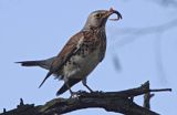 Kwiczoł Turdus pilaris) z dżdżownicą w dziobie