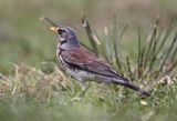 Kwiczoł Turdus pilaris) na łące