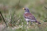 Kwiczoł Turdus pilaris) na łące