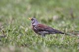 Kwiczoł Turdus pilaris) na łące