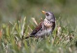 Kwiczoł Turdus pilaris) na łące