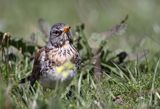 Kwiczoł Turdus pilaris) na łące