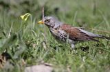 Kwiczoł Turdus pilaris) na łące