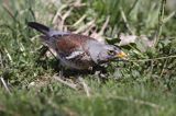 Kwiczoł Turdus pilaris) na łące