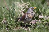 Kwiczoł Turdus pilaris) na łące