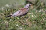 Kwiczoł Turdus pilaris) na łące