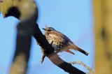 Kwiczoł,Turdus pilaris