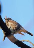 Kwiczoł,Turdus pilaris