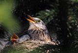 Kwiczoł, Turdus pilaris