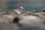 Kwiczoł, Turdus pilaris