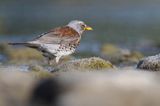 Kwiczoł, Turdus pilaris