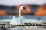 łabędź niemy Cygnus olor