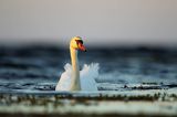 łabędź niemy Cygnus olor