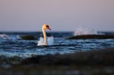 łabędź niemy Cygnus olor