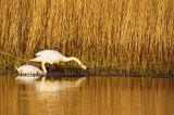 łabędź niemy Cygnus olor para