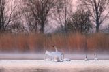 łabędź niemy, Cygnus olor, łabędzie o świcie