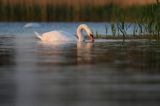 łabędź niemy Cygnus olor