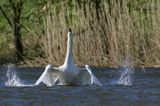 łabędź niemy Cygnus olor