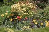 klomb, tulipany i rododendron, azalia