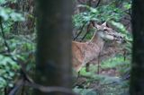 łania, jeleń szlachetny, europejski, Cervus elaphus elaphus jeleń karpacki, bieszczadzki