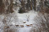 łanie, jeleń szlachetny, europejski, Cervus elaphus elaphus jeleń karpacki