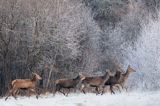 łanie i byczki, jeleń szlachetny, europejski, Cervus elaphus elaphus jeleń karpacki, bieszczadzki