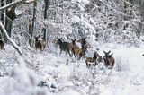 łanie, jeleń szlachetny, europejski, Cervus elaphus elaphus jeleń karpacki