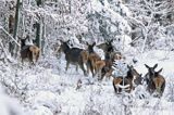 łanie, jeleń szlachetny, europejski, Cervus elaphus elaphus jeleń karpacki