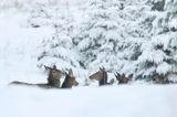 łanie, jeleń szlachetny, europejski, Cervus elaphus elaphus jeleń karpacki