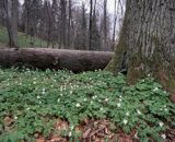 łan zawilców w lesie na Wzgórzach Elbląskich / Park Krajobrazowy Wysoczyzny Elbląskiej /
