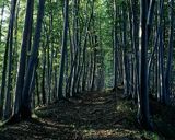 las bukowy, Bieszczady