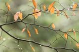 las, bukowe liście