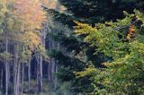Las jesiennie, Puszcza Karpacka