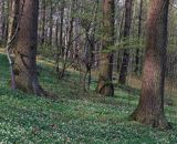 las liściasty, grąd, Park Krajobrazowy Wzniesienia Elbląskie