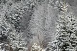 Zaśnieżony krajobraz, ściana lasu, Bieszczady