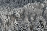 Zaśnieżony krajobraz, ściana lasu, Bieszczady