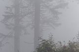 mgła w lesie, Bieszczady