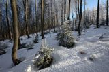 Zimowy oszroniony las
