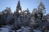 Zimowy oszroniony las, szadzie