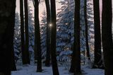 Zachód słońca w zimowym lesie