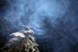 Zimowy las z choinką