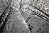 Zimowy ośnieżony las