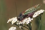 łatczyn brodawnik - Decticus verrucivorus) pasikonikowate