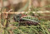 łatczyn brodawnik - Decticus verrucivorus) pasikonikowate