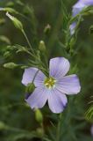 Linum extraaxillare len karpacki) ,