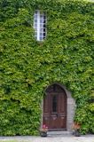 Lezardrieux, nad rzeką Trieux, Bretania, Francja Winobluszcz trójklapowy 'Veitchii' - /Winobluszcz japoński/ Parthenocissus tricuspidata