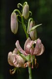 Lilium martagon lilia złotogłów) ,