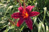 Liliowiec Hemerocallis