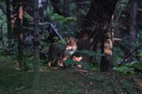 lisica z młodymi Vulpes vulpes