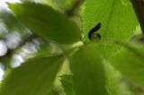 gąsienica Macrophya alboannulata, Brosznica bzowa, rośliniarki Symphyta, na czarnym bzie